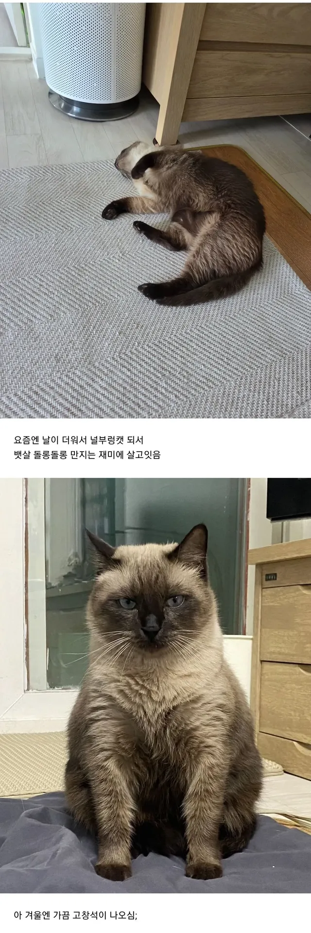 우리집 고양이 길냥이 시절 봐바.jpg