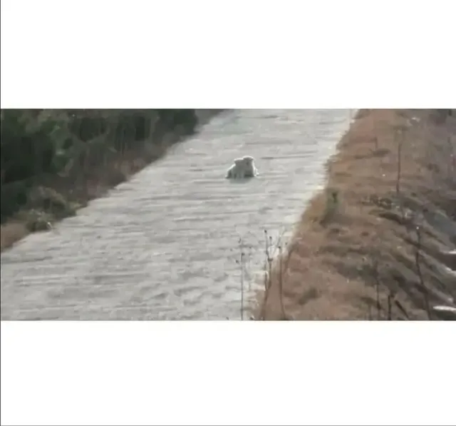 시골 콘크리트 포장길 다닐때 주의해야할 점.jpg