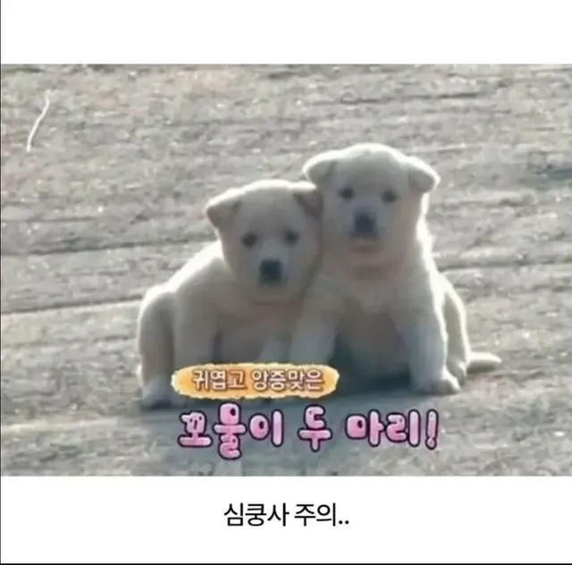 시골 콘크리트 포장길 다닐때 주의해야할 점.jpg