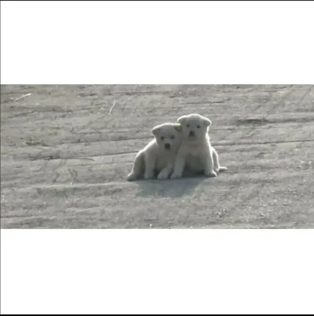 시골 콘크리트 포장길 다닐때 주의해야할 점.jpg