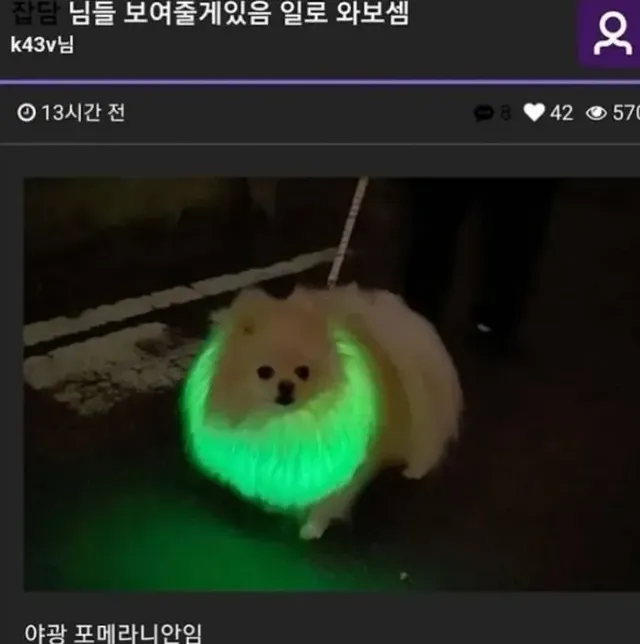 밤에 강아지랑 산책하는데 잃어버릴까봐 한 조치