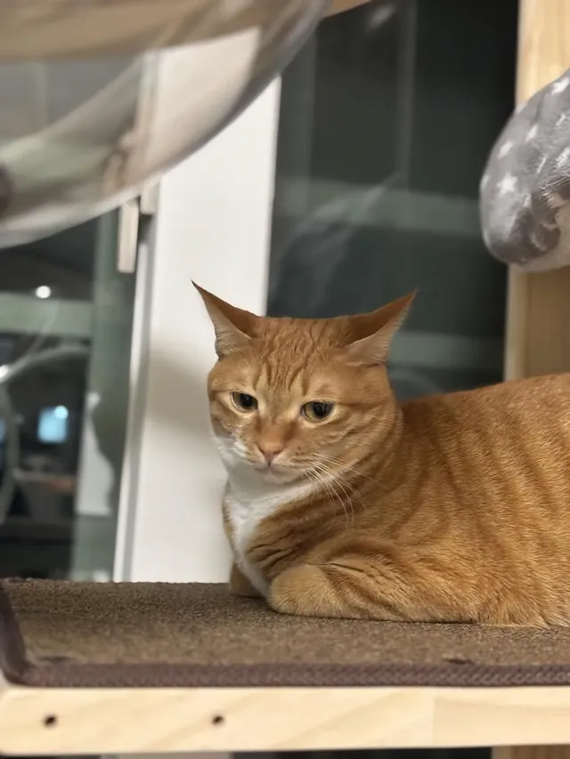 애착 캣타워를 잃었다가 다시 찾은 냥이