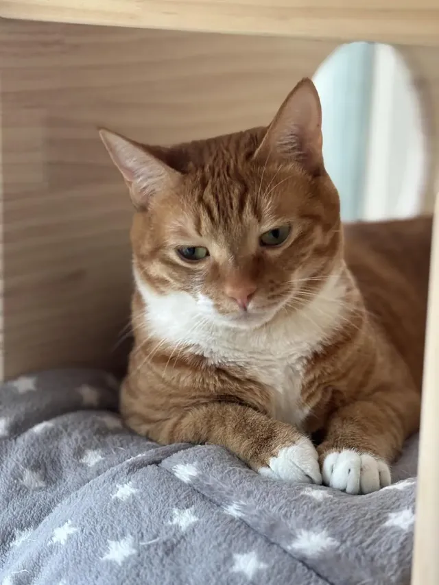 애착 캣타워를 잃었다가 다시 찾은 냥이