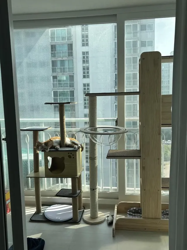 애착 캣타워를 잃었다가 다시 찾은 냥이