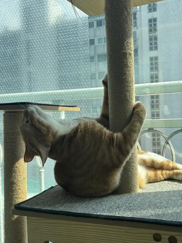 애착 캣타워를 잃었다가 다시 찾은 냥이