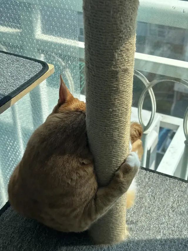 애착 캣타워를 잃었다가 다시 찾은 냥이