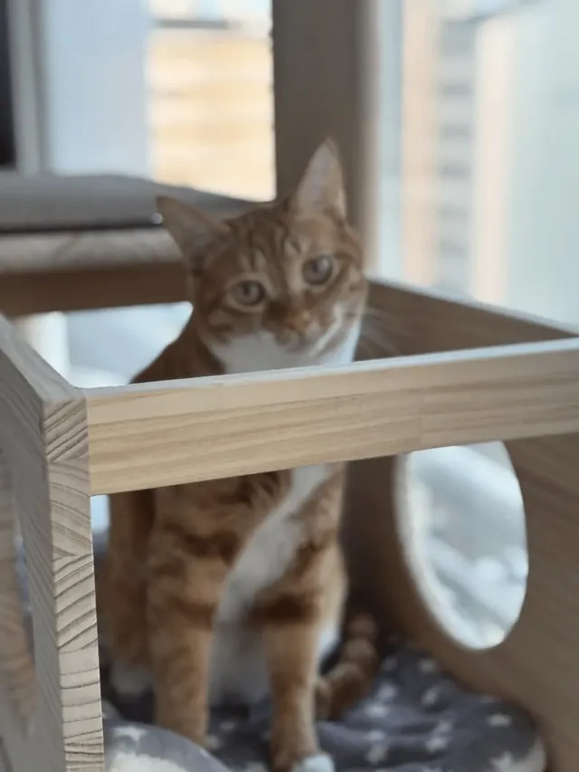 애착 캣타워를 잃었다가 다시 찾은 냥이