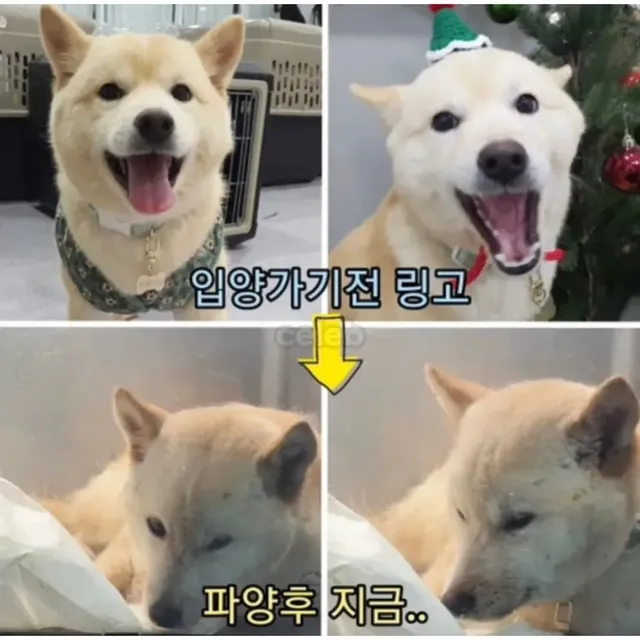 3주만에 파양되고 우울증으로 굶다가 죽은 강아지