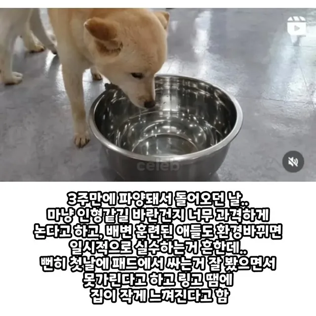 3주만에 파양되고 우울증으로 굶다가 죽은 강아지