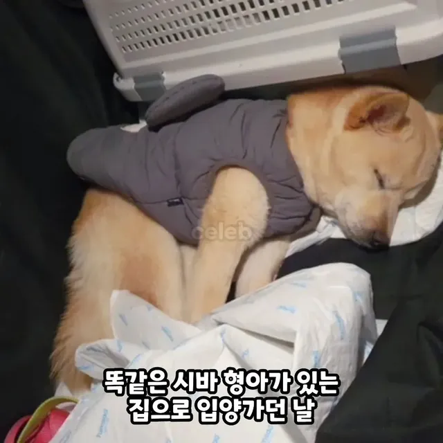 3주만에 파양되고 우울증으로 굶다가 죽은 강아지