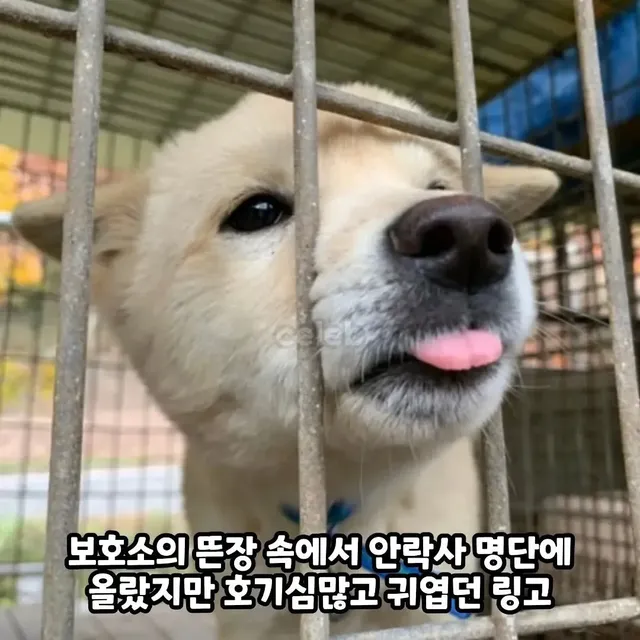 3주만에 파양되고 우울증으로 굶다가 죽은 강아지