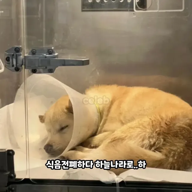 3주만에 파양되고 우울증으로 굶다가 죽은 강아지