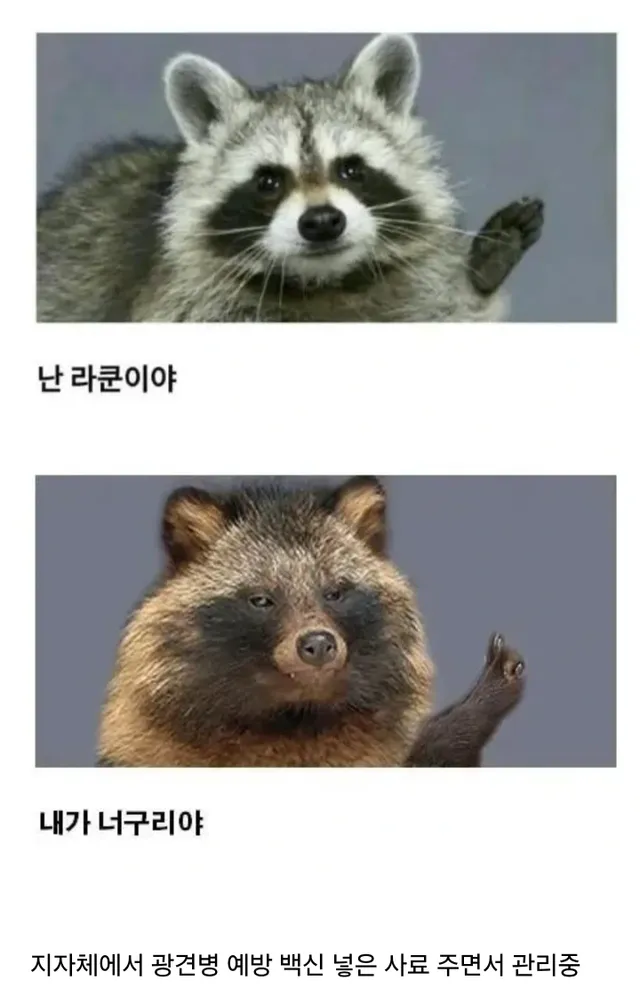 요즘 한강에서 자주 보인다는 동물.jpg