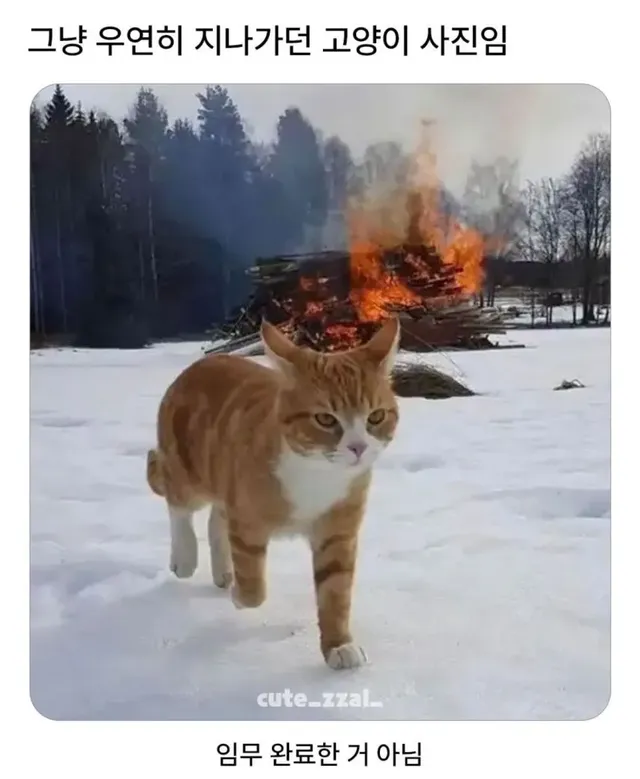 그저 우연히 고양이가 지나가는 사진