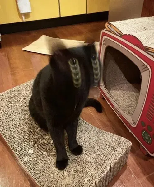 츄르 먹을거야?