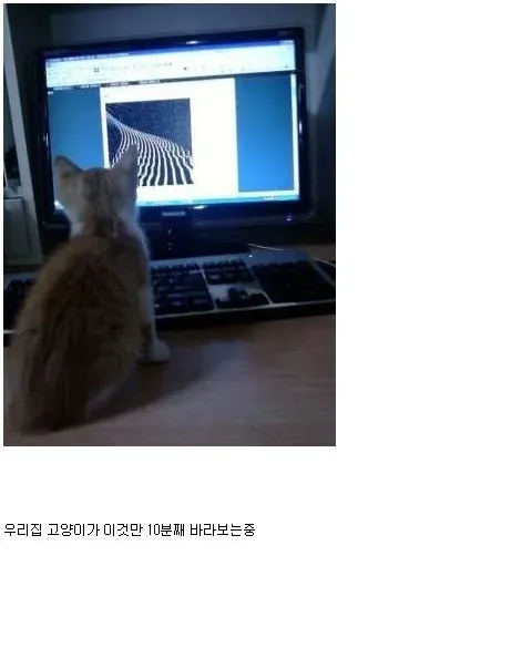 냥이의 영혼을 빨아들이는 짤