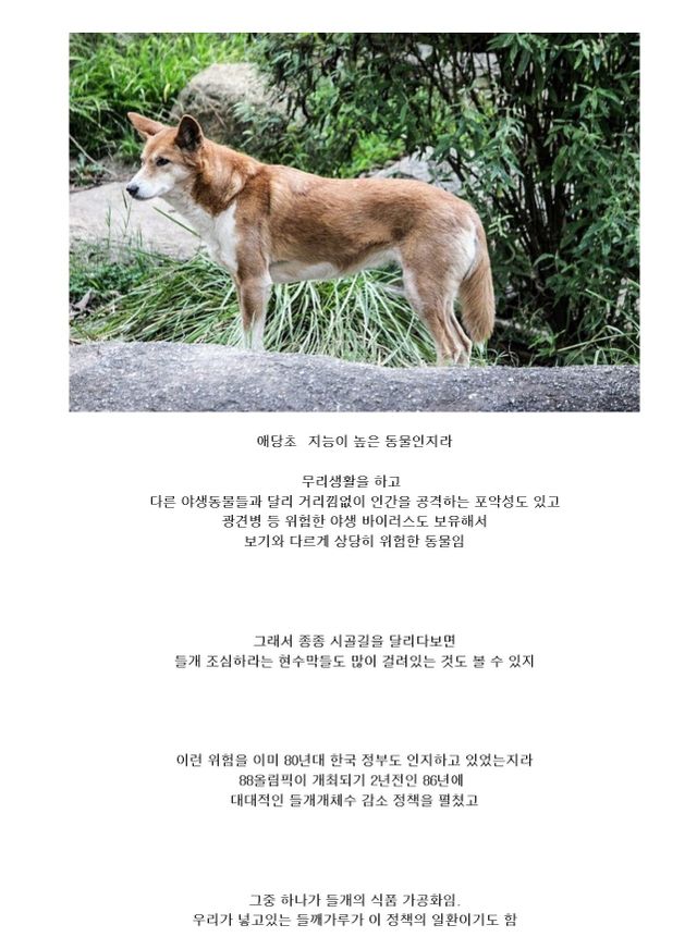 요즘 길에서 들개가 잘 안보이는 이유