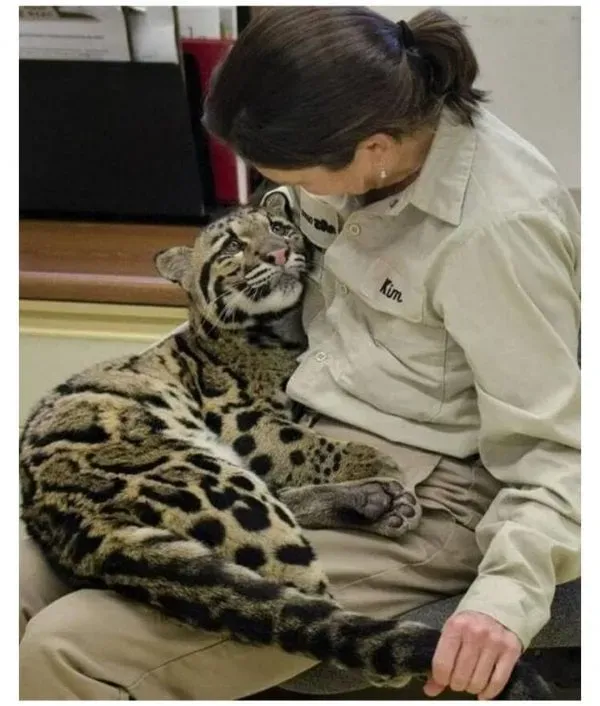 오랜만에 사육사보는 표범 표정