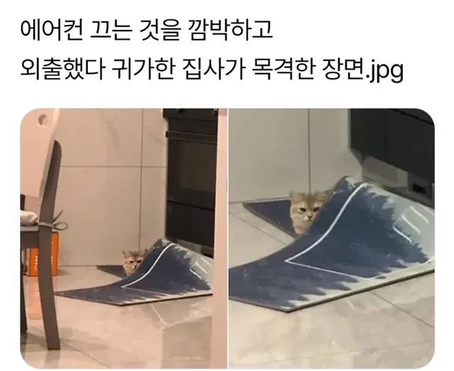 에어컨 끄는걸 깜빡하고 외출하고 온 집사