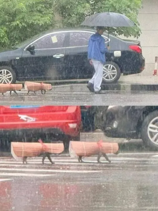 비 오는 날, 굳이 나가겠다는 댕댕이들 산책시키는 방법