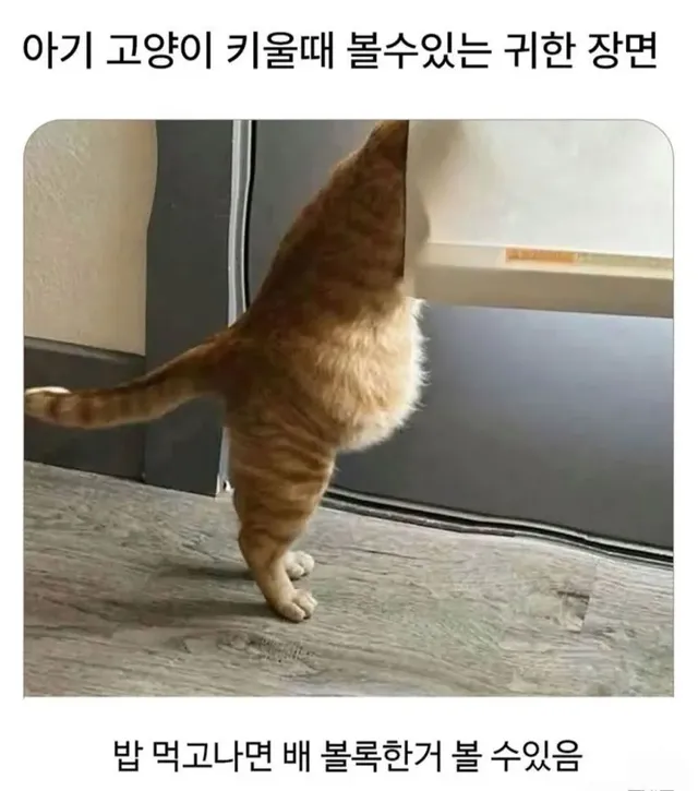 고양이 집사들의 꿈같은 사진