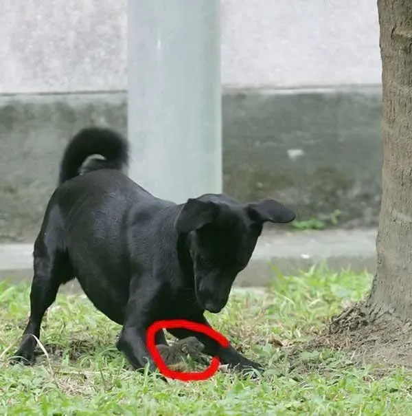 청설모의 모성본능