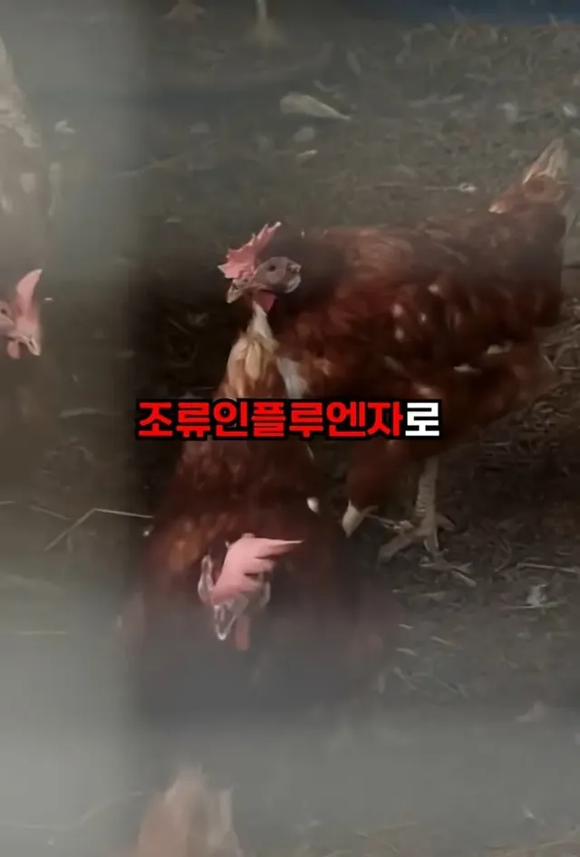 도저히 믿기지가 않는 북한 여대생들의 대학 생활