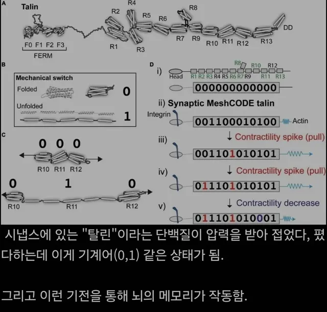 인간의 뇌가 작동하는 방식.jpg