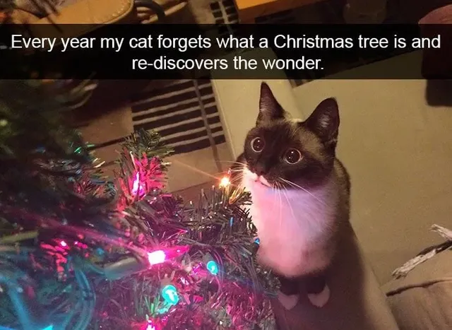 매년 새로운 고양이