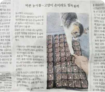고양이도 농사 거들던 시절.jpg