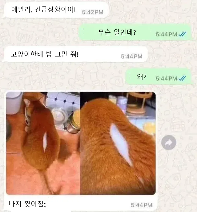 외국 밈 몇 개 퍼왔어