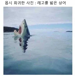 외국 밈 몇 개 퍼왔어