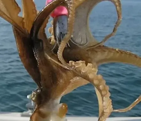 역대 최대 포상금 받은 어부