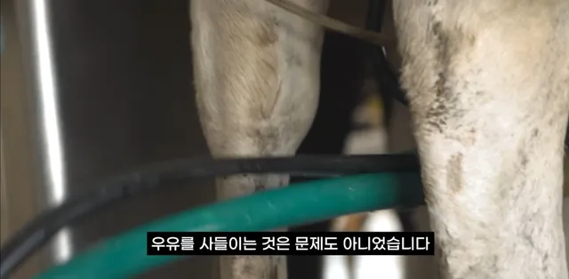 팔고 남은 우유를 정부가 전부 사주자 생긴 일.jpg