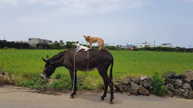 제주 브레멘 음악대