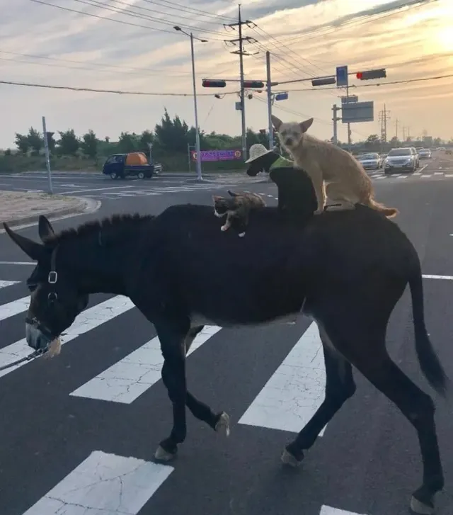 제주 브레멘 음악대