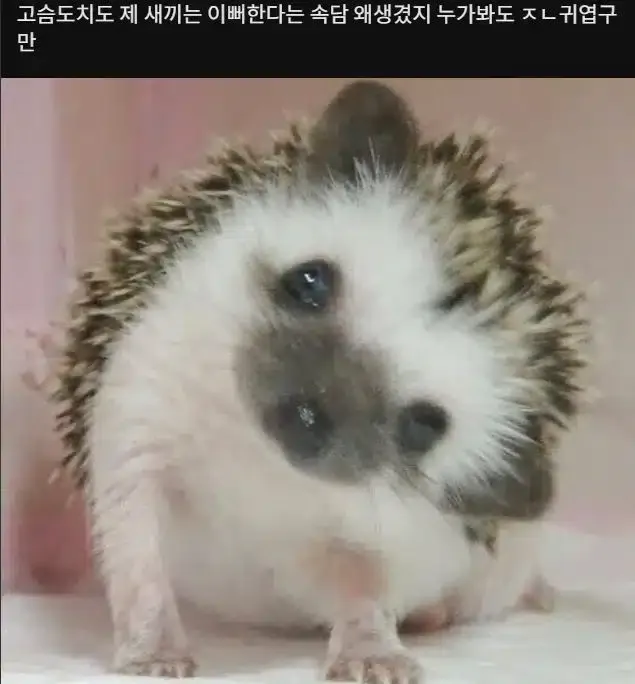 이해가 가지 않는 속담