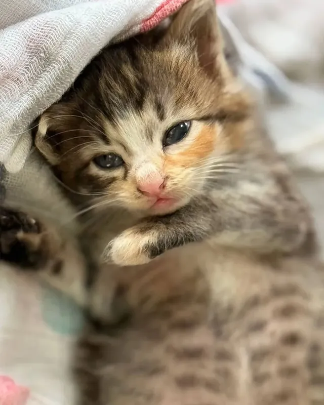 고양이가 외동으로 태어나면..