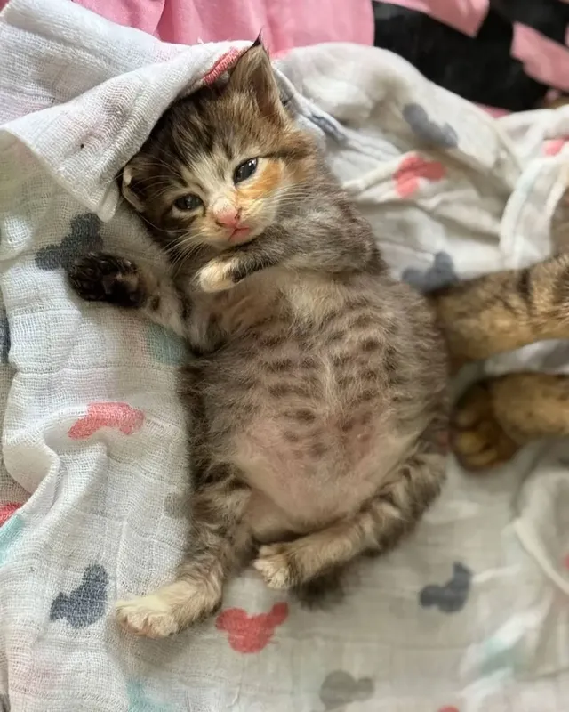 고양이가 외동으로 태어나면..