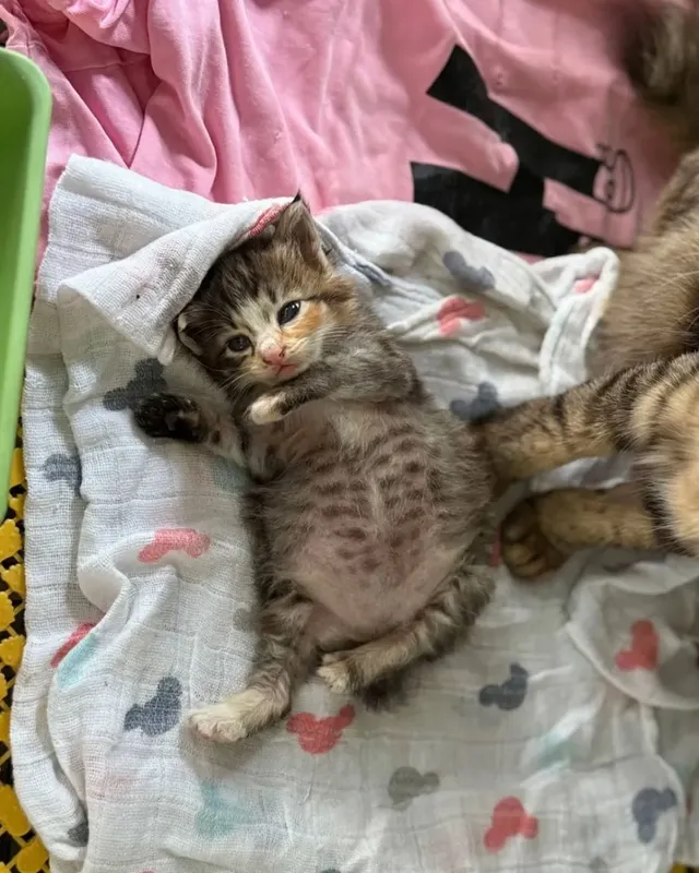 고양이가 외동으로 태어나면..