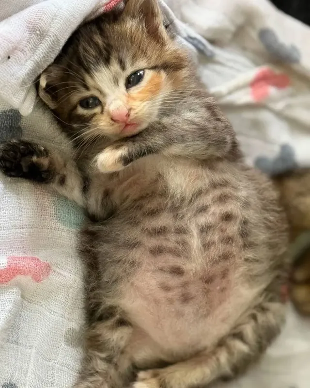 고양이가 외동으로 태어나면..