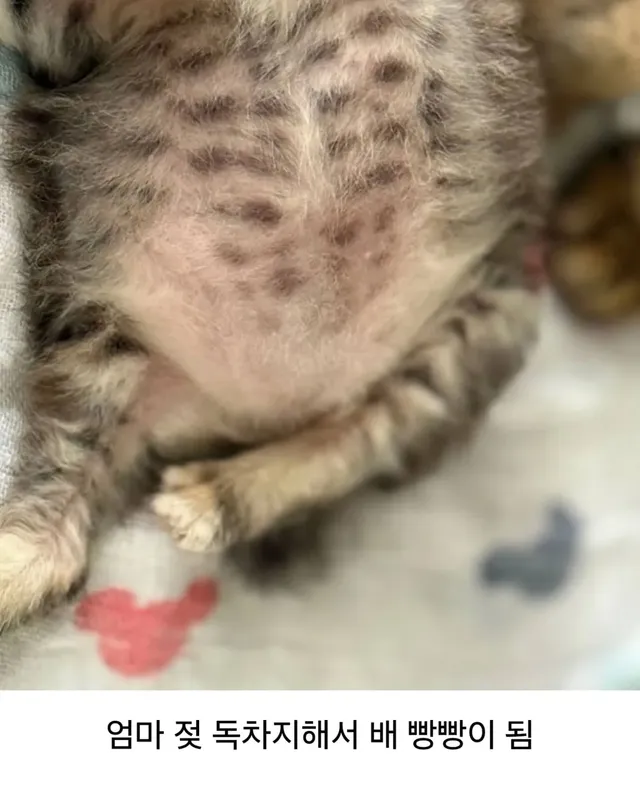 고양이가 외동으로 태어나면..