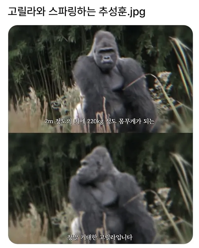 고릴라와 스파링하는 추성훈.jpg