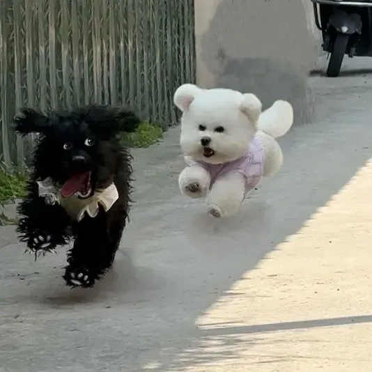 날으는 강아지들.