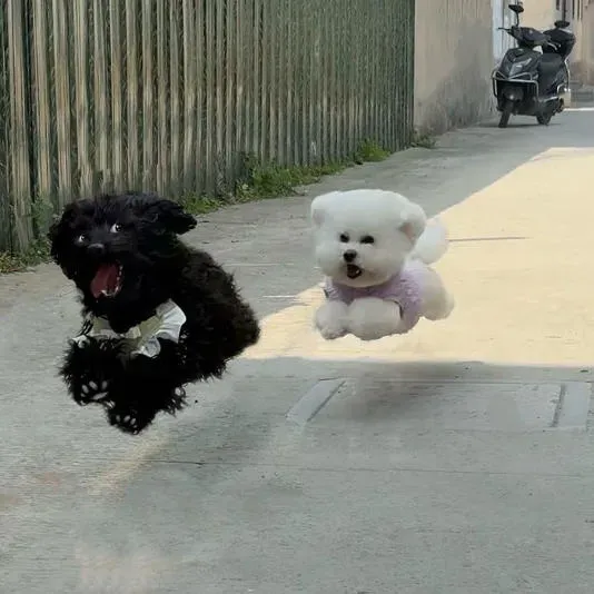 날으는 강아지들.