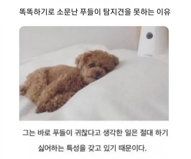 똑똑하기로 유명한 푸들이 탐지견을 못하는 이유