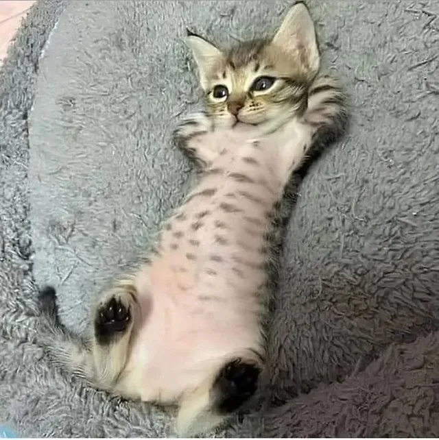 부모님댁에 맡긴 고양이 걱정돼 사진 좀 보내달라고 했더니...