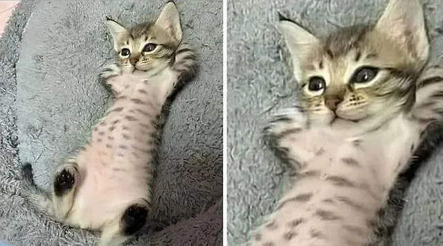 부모님댁에 맡긴 고양이 걱정돼 사진 좀 보내달라고 했더니...