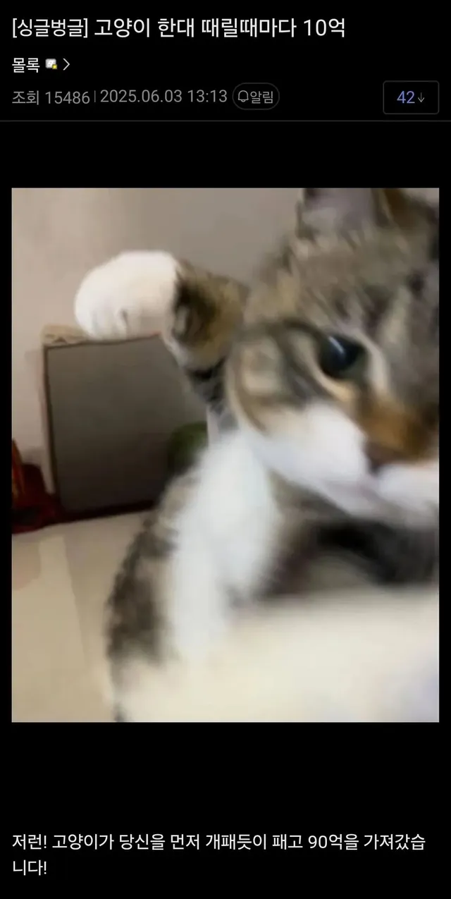 고양이 한대 때릴때마다 10억