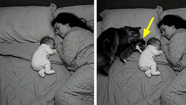 침대서 엄마랑 곤히 자고 있는 아기에게 1초 뒤 찾아 올 엄청난 행복